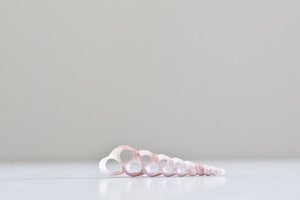 Image of Pink Cut Shell
