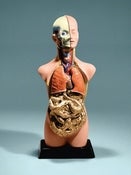 Image of Tobias Allanson - Torso