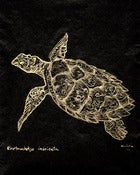 Image of (80.15 W:) Hawksbill Sea Turtle