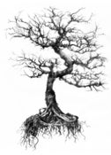 Image of bonsai