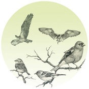 Image of aviary