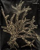 Image of (80.15 W:) Elkhorn Coral