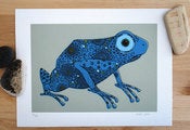 Image of Frog limited edition print. Frog illustration.
