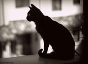 Image of Cat