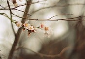 Image of O Wind, if Winter's here, can Spring be far behind?