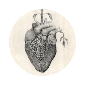 Image of Pomegranate 