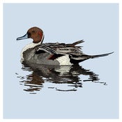 Image of Pintail Print