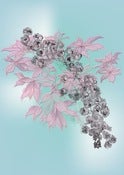 Image of Blossom