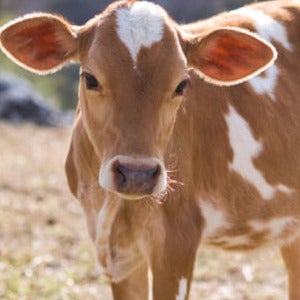 Image of Card - A Calf For A Family