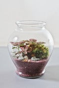 Image of The Petite Victorian- Garnet Wet Terrarium Kit Small