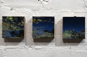 Image of Chuck Lily - Josh Falk