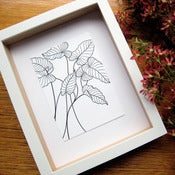Image of Caladium (Mixed 3 Series)