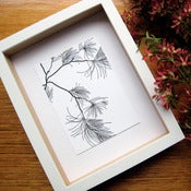 Image of Casuarina (Mixed 3 Series)