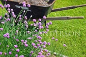 Image of Chives 8 x 12" Metallic Paper Print