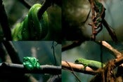 Image of Reptiles