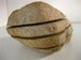 Image of Stonester 12