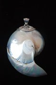 Image of Large ocean shell pendant