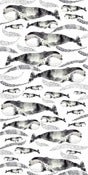 Image of The Whale Series: The Greenland Right Whale