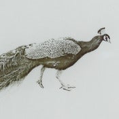 Image of A Peacock 