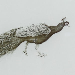 Image of A Peacock 