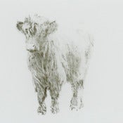 Image of Highland Cow II