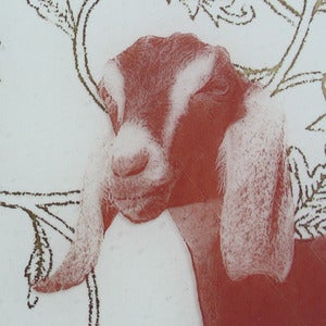 Image of A Goat
