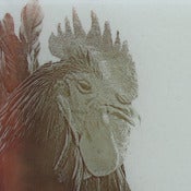 Image of A Rooster
