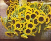 Image of Sunflowers.