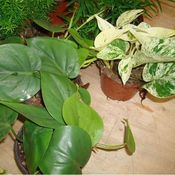 Image of Plantas para panel suelto
