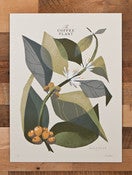 Image of The Coffee Plant (Branch)