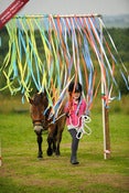 Image of The Horse Agility Club Curtain