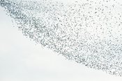Image of Dunlin Birds, 2010