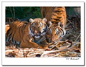 Image of Tiger Tiger POM