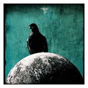 Image of Tess Gomm - Pigeon English 