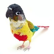 Image of GREEN CHEEK CONURE