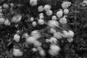 Image of Flowers on the move
