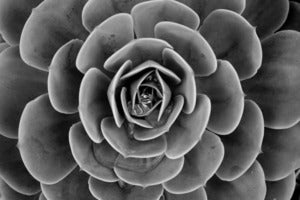 Image of Succulent