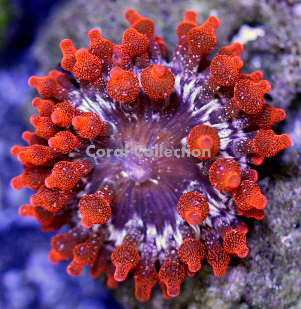 Darth Maul Zoas