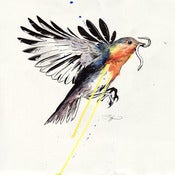 Image of Robin 1