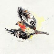 Image of Robin 2