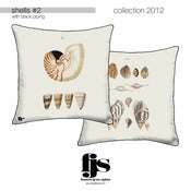 Image of shells #2
