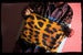 Image of ANIMAL BAG
