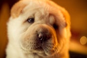 Image of Shar pei 