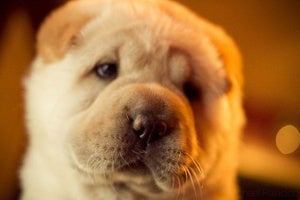 Image of Shar pei 