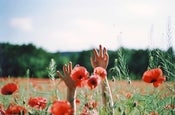 Image of poppy field