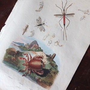 Image of French Encyclopedia Page - Ranatre