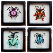 Image of Framed Beetle Commissions