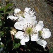 Image of 60 minute session :: shiatsu, reiki or bodywork 