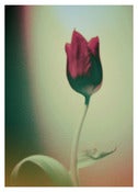 Image of Tess Gomm - Tulip Love