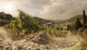 Vinyard